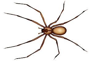 brownrecluse