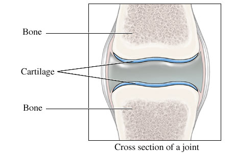 cartilage