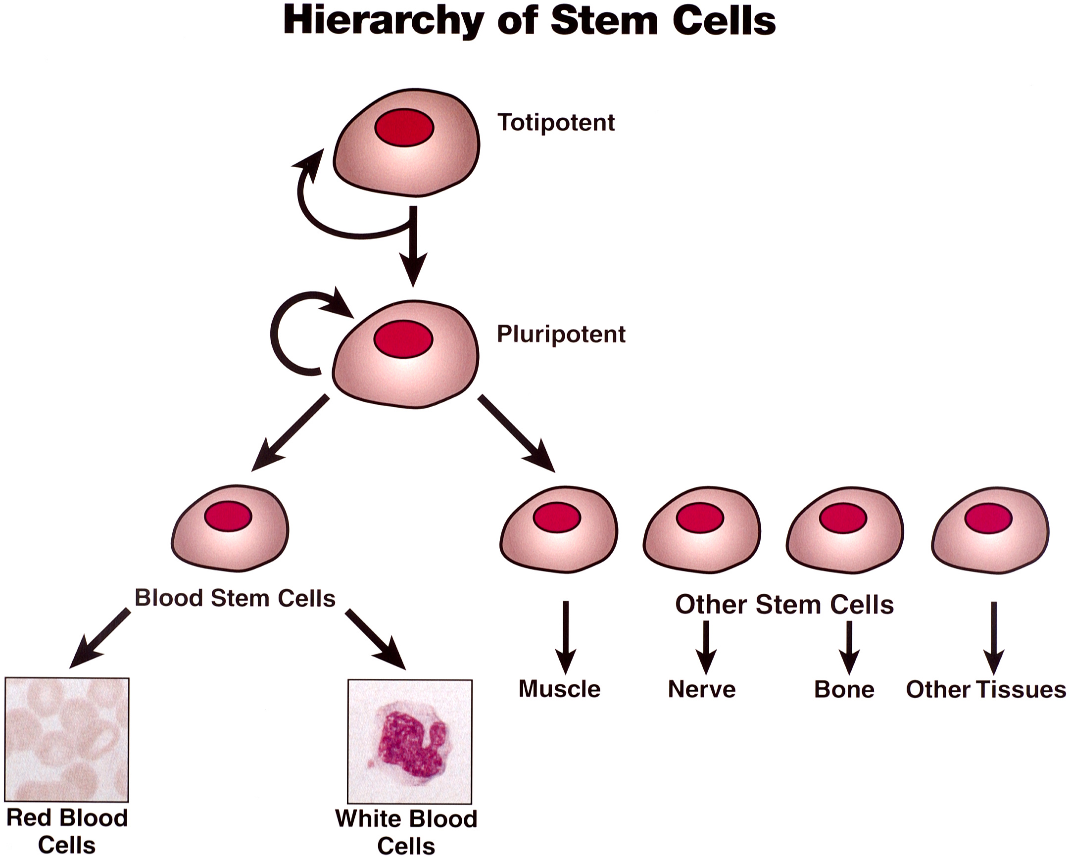 stem-cells3