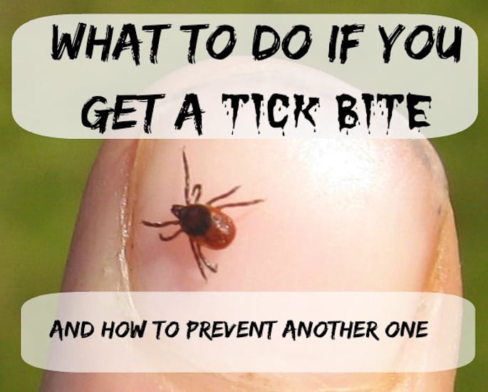 black lab tick bites