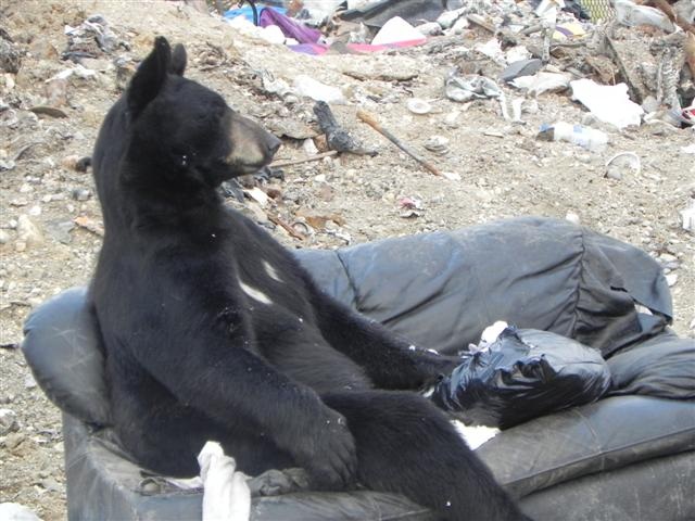 bear on couch