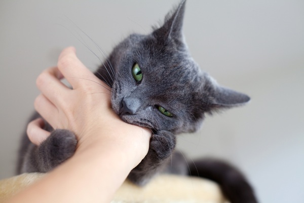 cats bite fingers-gray cat