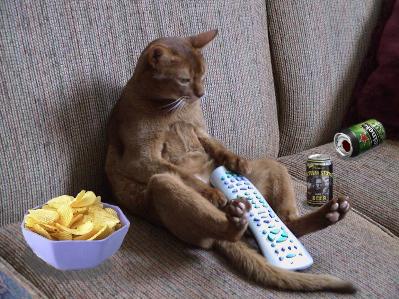 couch_potato_cat