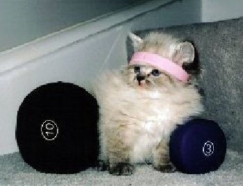 exercize cat[5]