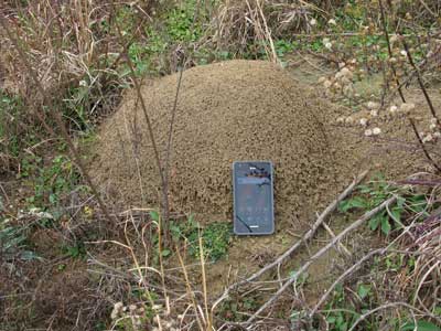 fire-ant-mound