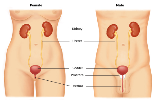 Urinary-tract-anatomy