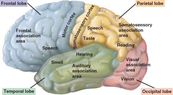 cerebral cortex Archives - Jeffrey Sterling, MD