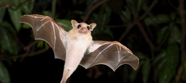 Pale bat in flight at night.