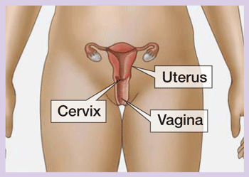 female reproductive system