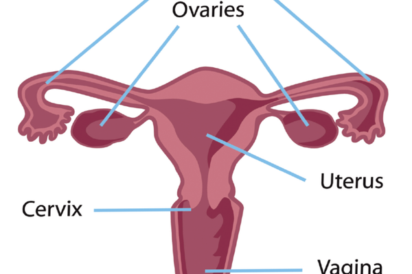 gyne cancer female reproductive system