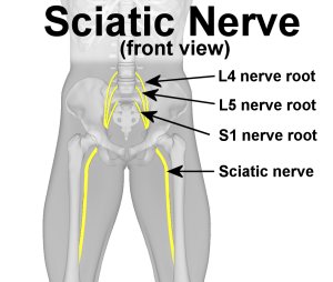 sciatica nerve