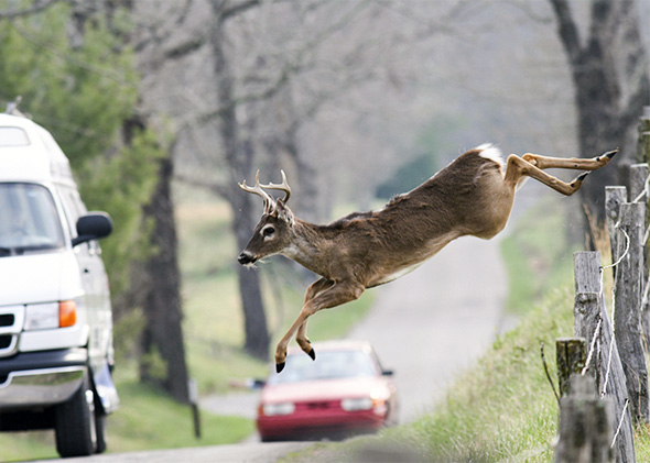Whitetail deer jumping a fence into a roadway.