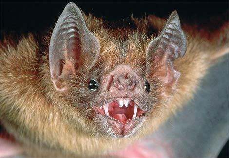 bat